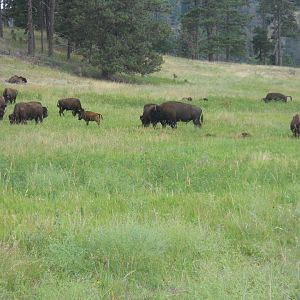 Bison in Custer State Park