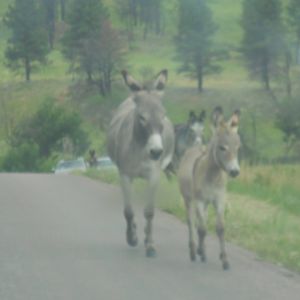 Feral donkeys in Custer State Park
