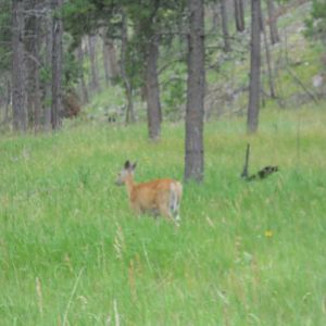 White-tailed deer in Custer State Park