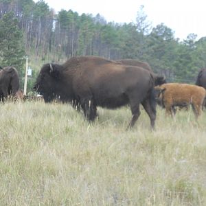 Bison in Custer State Park
