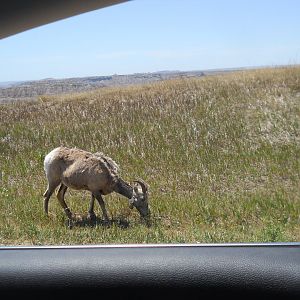 Bighorn sheep in Badlands National Park