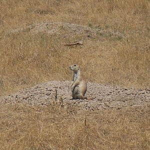 Black-tailed prairie dog in Badlands National Park