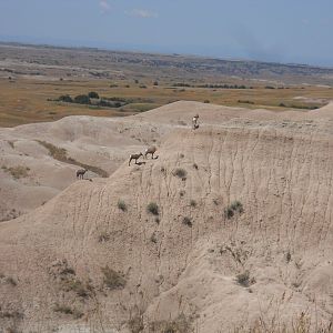Bighorn sheep in Badlands National Park