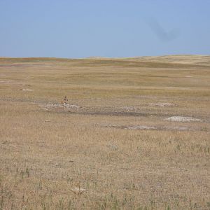 Pronghorn on a prairie dog mound