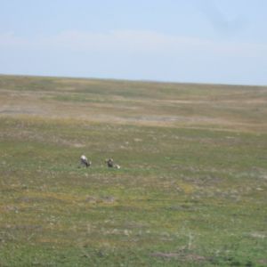 Bighorn sheep grazing among prairie dogs