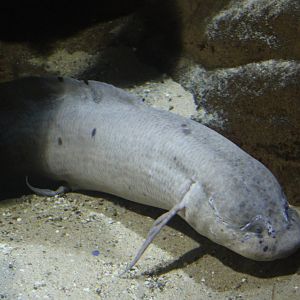 Marbled lungfish - Protopterus aethiopicus