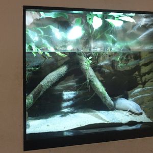 Aquarium Marbled lungfish