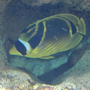 Raccoon butterflyfish - Chaetodon lunula
