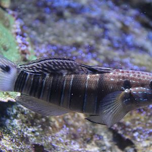 White-barred goby - Amblygobius phalaena