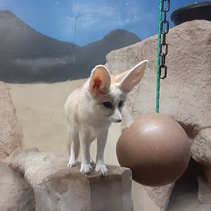 Fennec Fox