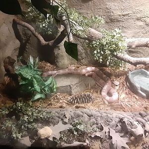 Corn Snake Habitat