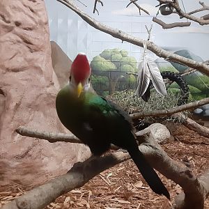 Red-crested Turaco