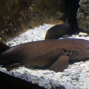 Short-tailed nurse shark - Pseudoginglymostoma brevicaudatum