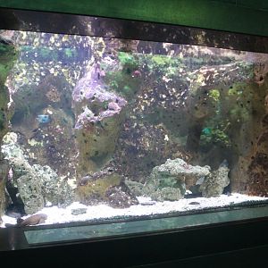 Aquarium Short-tailed nurse shark