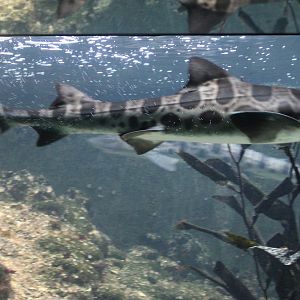 Leopard sharks - Triakis semifasciata