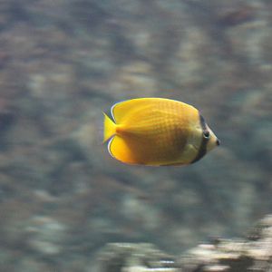 Klein's butterflyfish - Chaetodon kleinii