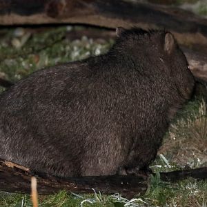 Wombat