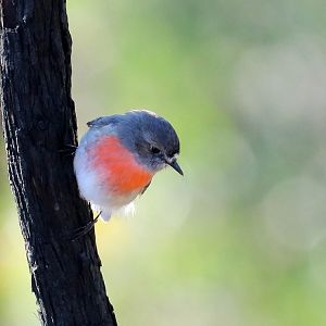 Scarlet Robin female