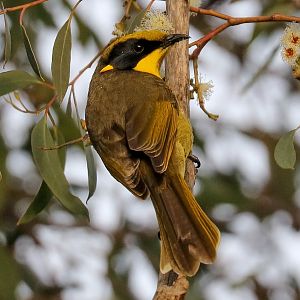 Yellow-tufted Honeyeater