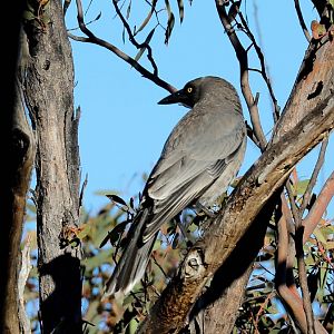 Grey Currawong