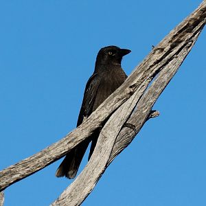 Pied Currawong juvenile