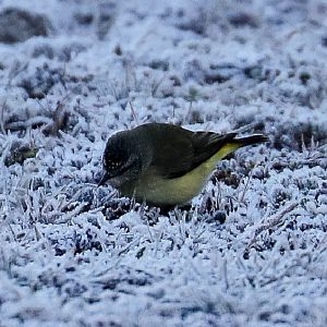 Yellow-rumped Thornbill foraging in the frost