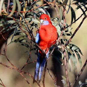 Crimson Rosella