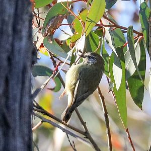 Striated Thornbill