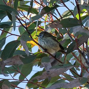 Striated Thornbill
