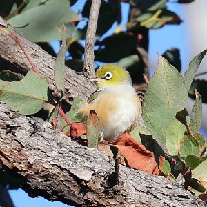 Silvereye
