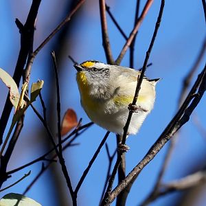 Striated Pardalote