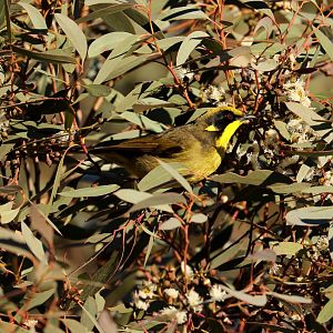 Yellow-tufted Honeyeater