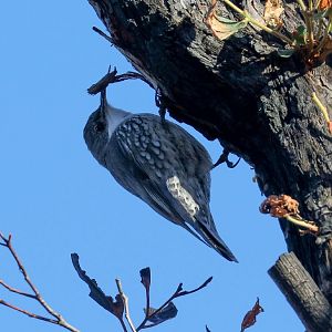 White-throated Treecreeper