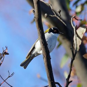 White-naped Honeyeater