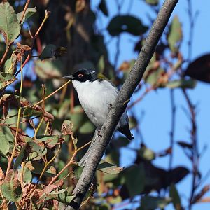 White-naped Honeyeater