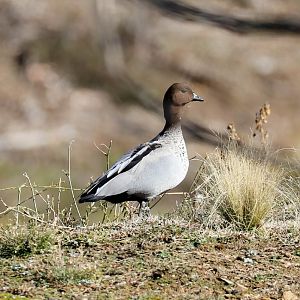 Australian Wood Duck