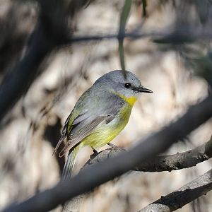 Eastern Yellow Robin