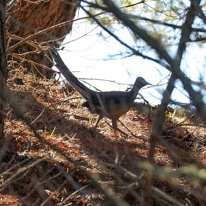 Superb Lyrebird female