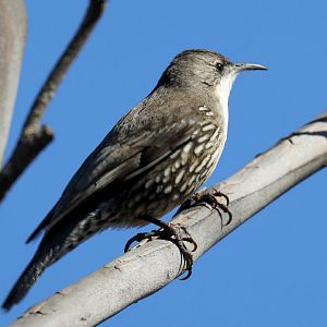 White-throated Treecreeper