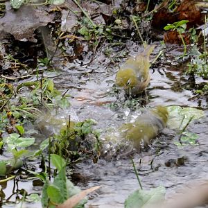 Silvereyes bathing in an icy stream