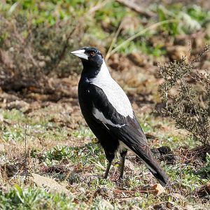 White-backed Magpie