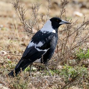 Black-backed Magpie