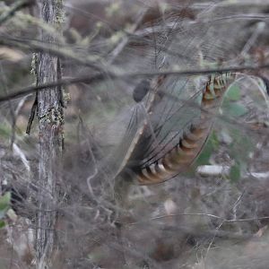 Superb Lyrebird male