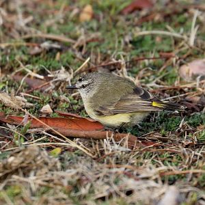 Yellow-rumped Thornbill