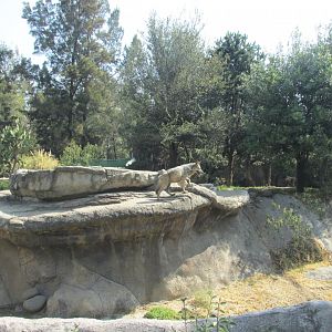 mexican wolf enclosure