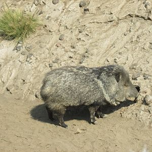 collared peccary