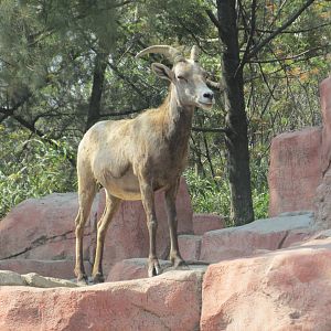 female mexican desert bighorn sheep