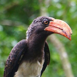 African Treetops - Crowned Hornbill