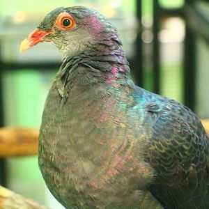Breeding and Research Centre - Metallic Pigeon
