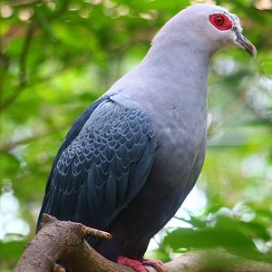 Royal Ramble - Pinon's Imperial Pigeon